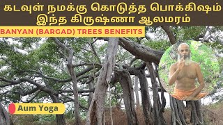 Krishna banyan tree  banyan tree in Tamil  banyan tree  Bargad Tree Benefits  kirshna alamaram [upl. by Willie183]