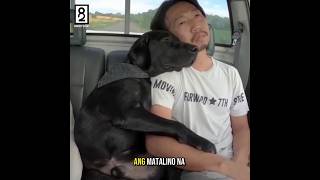 Tinuruan niya ang kanyang mga aso kung paano mag maneho ng sasakyan 🥰 shorts dogs [upl. by Silden]