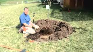 Trade Secrets from the Tree Doctor  How to Plant a Tree to Grow Twice as Fast [upl. by Negem]