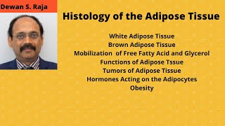 Histology of the Adipose Tissue Fatty Tissue [upl. by Naol505]