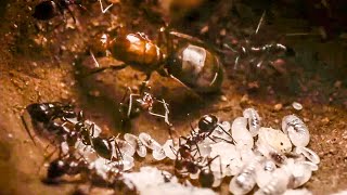 Best Of Ants  BBC Earth [upl. by Aissenav41]