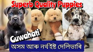 Dogs Sale in Guwahati and all Over North East Delivery 🎯❤️ Dogs at Low Price ❤️ [upl. by Ezri870]