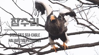 노래하는 심심한 참수리 Stellers seaeagle 1분새 eagle Haliaeetus pelagicus [upl. by Nahgiem461]