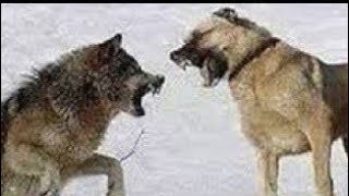 Kangal vs Wolf Attacks  Wolves Attack Livestock Animals 2024  kangal vs wolf attack [upl. by Stacey]