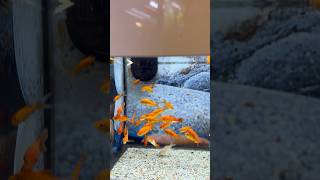 minnows danios goldfish petco yulee florida freshwater fish beauty vibrancy active [upl. by Weiser204]