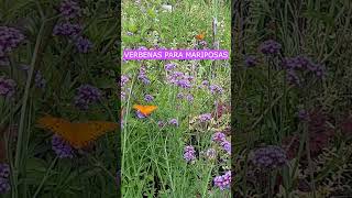 Cultiva verbenas para atraer mariposas eljardinencasa plantas jardin verbena mariposas [upl. by Gelman]