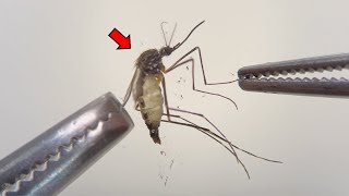 Strange Organs Inside Mosquito   Mosquito Dissection [upl. by Sirrot]