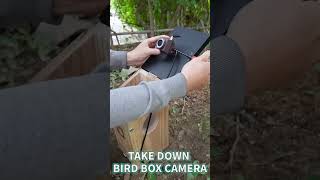 Enjoy BIRD WATCHING with Bird Feeder How to Use Bird Feeder Camera [upl. by Eciuqram]