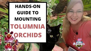 Mounting Tolumnia Orchids Hands on Guide To Mounting Orchids on Trees [upl. by Ahab]