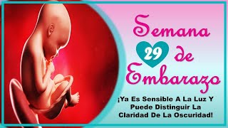 ❤️ SEMANA 29 DE EMBARAZO🤰 ❤️ ⏩ EMBARAZO SEMANA A SEMANA ⏩ Desarrollo y Evolución del Bebé 👶🏻 [upl. by Francois]