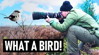 Photographing the AMAZING SHRIKE  Wildlife Photography Vlog [upl. by Berneta]