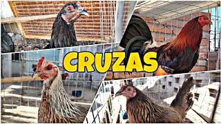 SEMENTAL LEIPER HATCH CON TODAS ESTAS GALLINAS  Cruzas de Gallos Finos [upl. by Parthen]