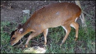 Muntjac Deer Muntiacus reevesi [upl. by Aisila555]