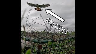 I Put a GoPro On My Falconry Trap AMAZING Footage [upl. by Nitsoj]