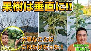 【道法スタイル】果樹栽培、仕立て方！垂直に育てよう！植物ホルモンを最大限に生かす栽培とは！？【福岡県糸島市 和馬さん①】 [upl. by Baras]