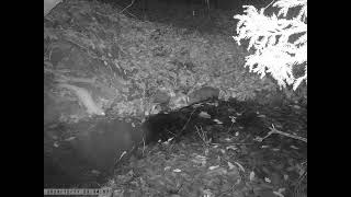 Japanese Marten Caught on Pond Trailcam in Early Winter [upl. by Ahsinac]