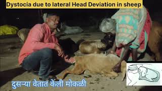 Dystocia due to lateral Head Deviation in sheepdifficulty in Birthलक्ष्मी मोकळी केली [upl. by Sito]