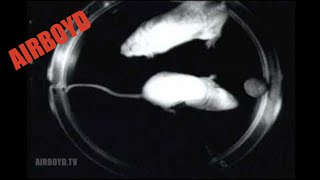 Microgravity Mice [upl. by Lindahl]