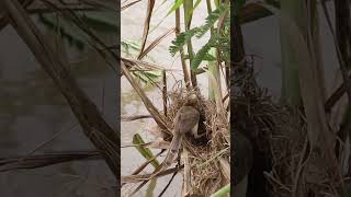 Female Catch Insect to feed baboes in nest EP075 birdslover birdwatch wildlife nature birds A [upl. by Clava]