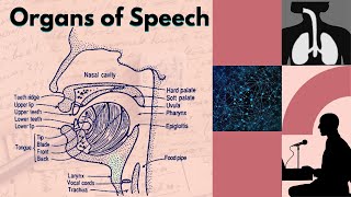 Organs of Speech Part1  The Respiratory and Phonatory System [upl. by Bach]