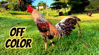 Poultry Show  Off Color Fowls [upl. by Nnaeus]