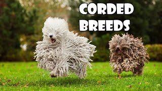 Podcast 100 What are the corded breeds and why are their coats like that [upl. by Furlong931]