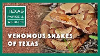 Venomous Snakes of Texas [upl. by Danette215]