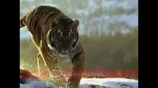 Esso Tiger TV Commercial [upl. by Mcnalley]