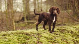 Working Cocker Spaniel Puppy [upl. by Lenoil300]