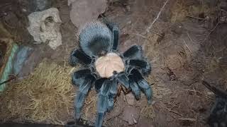 Brachypelma Albiceps  Mexican Golden Red Rump tarantula exotic exoinusara spider asmr feeding [upl. by Natsyrk]