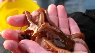 East Pacific Red Octopus Octopus rubescens [upl. by Nosnibor]