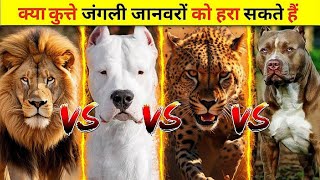 क्या कुत्ते जंगली जानवरों को हरा सकते हैं  Lion Vs Dogo Argentino Vs Cheetah Vs Pitbull [upl. by Eeliah]