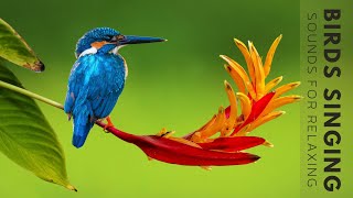 Nature Sounds  Birds Singing Without Music 24 Hour Bird Sounds Relaxation Soothing Nature Sounds [upl. by Nawaj]