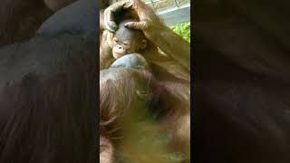 Newborn Baby Orangutan Receives Sweet Kisses From Mom [upl. by Tabbitha]