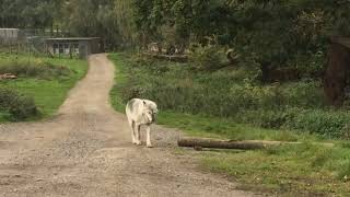 Timber wolf spotted in UK 🇬🇧 [upl. by Earised]