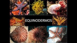 Tudo sobre Equinodermos Estrela do Mar  Guia Completo para Aquaristas [upl. by Eyma]