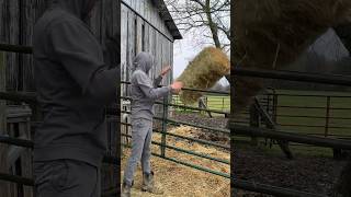 Part 1 of 2 Farmwife Tales Separating calves to be weaned farmlifecattleweaningbaby [upl. by Scevor]