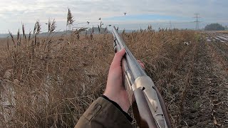 Hunting  Ducks with bird dogs [upl. by Ibmab567]