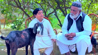 Rollay Mari Bakri Ne Mithu Ki Chalaki Ne Kam Dikha Dia Pothwari Drama Shahzada Ghaffar Funny Skit [upl. by Gile216]