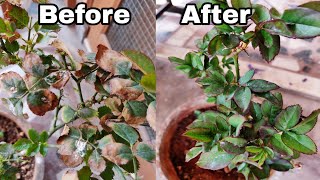 How to solve yellow Leaf Problem on Rose plant how to save rose plant from dying [upl. by Suzi]