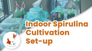 How To Grow Spirulina at Home  Indoor Spirulina Cultivation Setup [upl. by Roskes769]