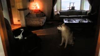 The Original Chewbacca Alaskan Malamute Howling [upl. by Hasan]