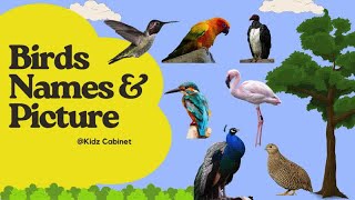 Birds Name for Kids  Birds in Action  Enchanting Birds  Stunning Footage of Nature’s Marvels [upl. by Thomson552]