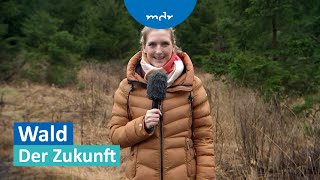 WaldRettung Aufforstung im Eichsfeld in Eigenregie  MDR um Zwei  MDR [upl. by Eisus]