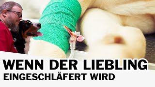 😭 Euthanasie  Wenn der Liebling eingeschläfert wird 😭 [upl. by Belle]