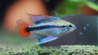 Apistogramma Erythrura SpRio mamore 20170126 [upl. by Enneyehc]