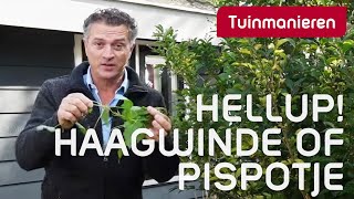 Wat doe je aan de Haagwinde of pispotje  Tuinmanieren [upl. by Suravat]