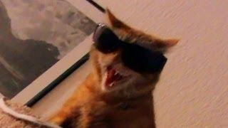 The Thug Cat hisses wearing sunglasses [upl. by Ahseet]