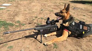 10 Best Trained amp Disciplined Dogs in the World [upl. by Durnan]