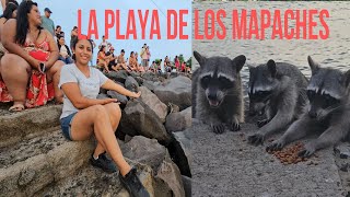 ❗️ENCONTRAMOS LA FAMOSA PLAYA DE LOS MAPACHES EN EL SALVADOR ❗️ [upl. by Trebloc]